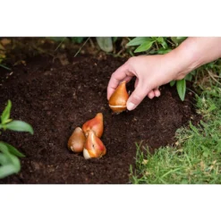 Westland Bulb Planting Compost - 20L 9 Westland Bulb Planting Compost - 20L -Gardening Series Store 12819355 9244869971373729