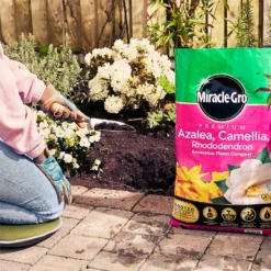 Miracle Gro Premium Azalea, Camellia & Rhododendron Ericaceous Compost - 40L 11 Miracle Gro Premium Azalea, Camellia & Rhododendron Ericaceous Compost - 40L -Gardening Series Store 12882812 1004843671886080