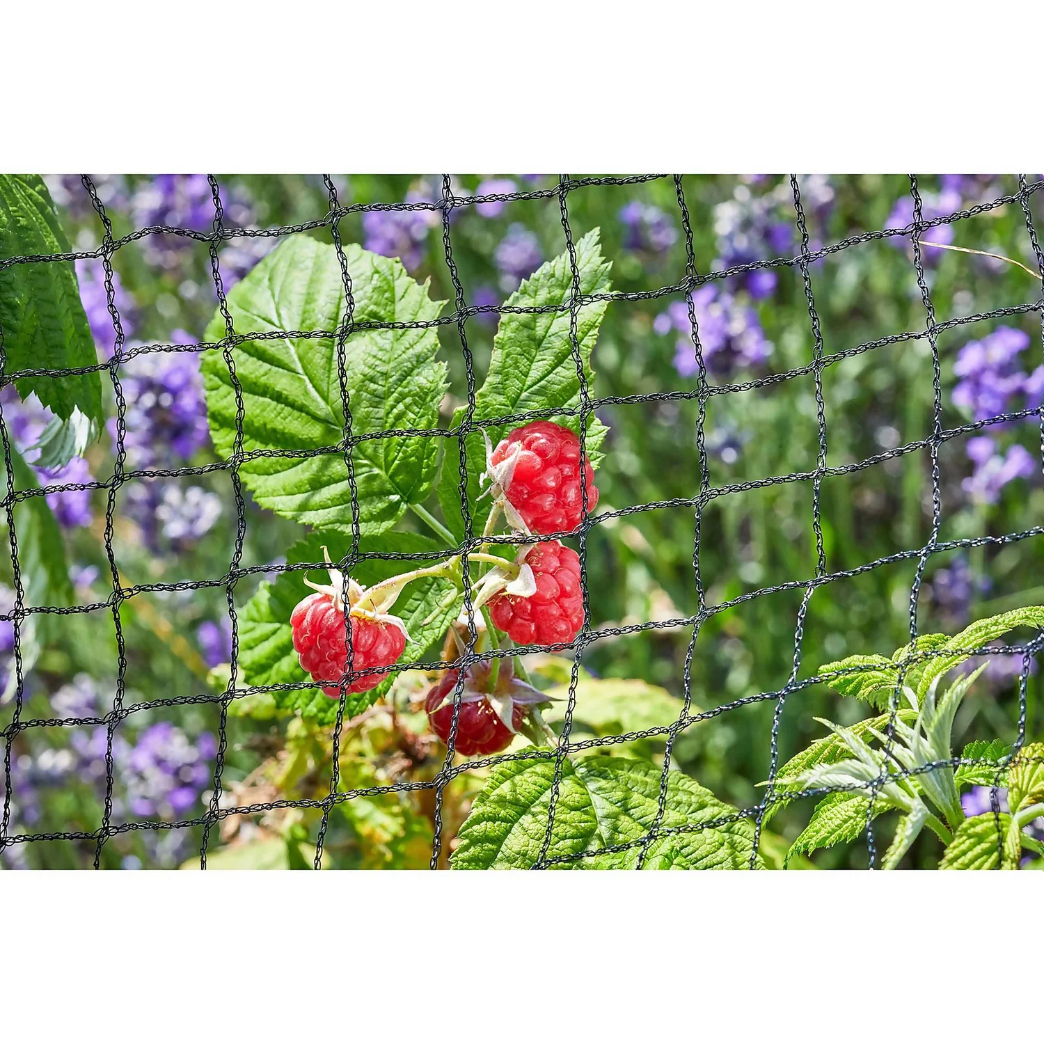 25mm Black Fruit Netting 4 25mm Black Fruit Netting - Image 2
