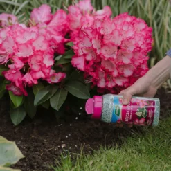 Westland Ericaceous Granular Plant Food 900g -Gardening Series Store 13411839 1274971590758911