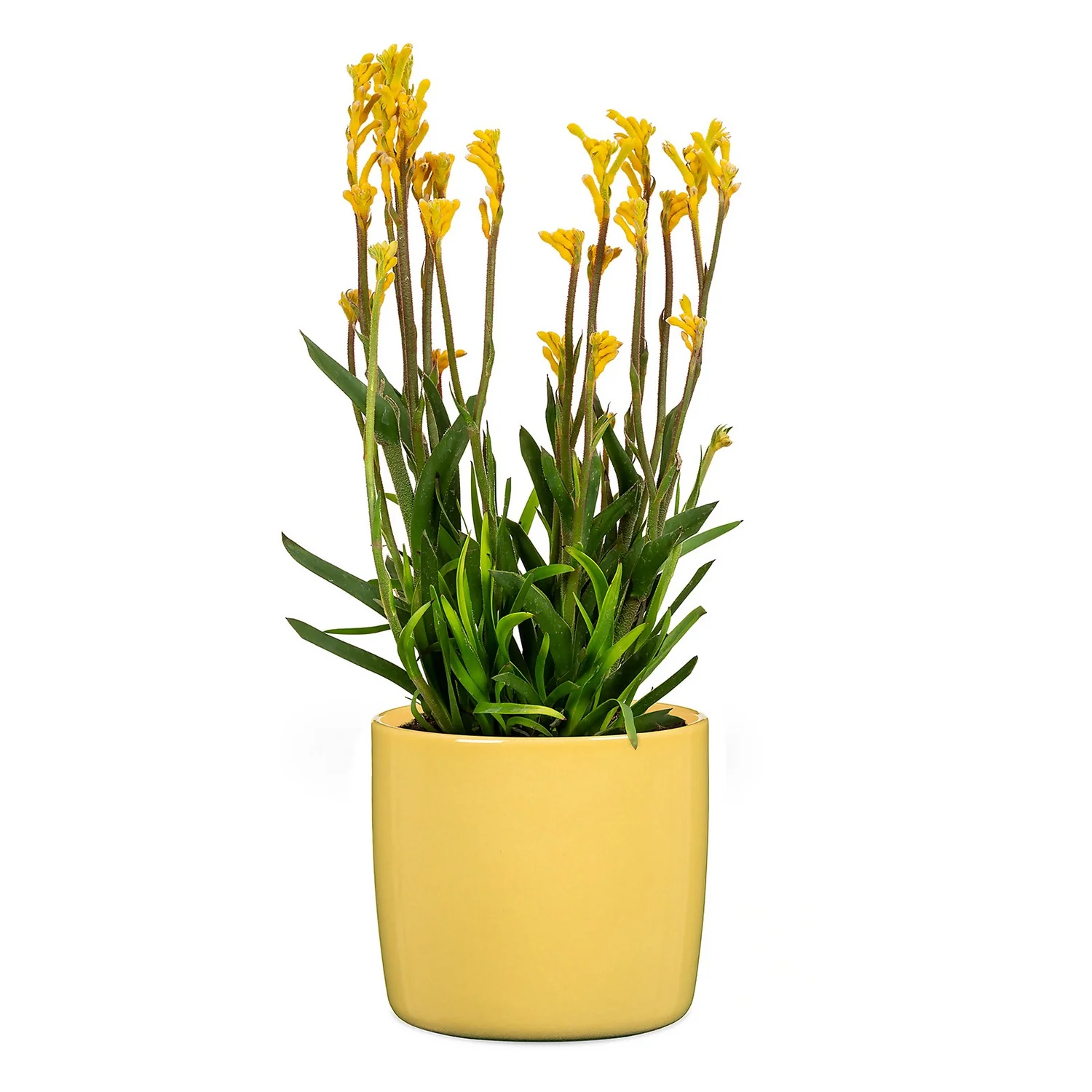 Yellow Solare Plant Pot - 15cm 5 Yellow Solare Plant Pot - 15cm - Image 3