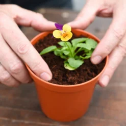 Coco & Coir Coco Grow+ Seed & Cutting Compost + 20% Perlite - 15L -Gardening Series Store 13487127 4074919980845315