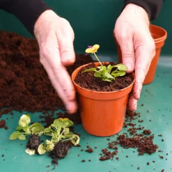 Coco & Coir Coco Boost All Purpose Compost With Added Nutrients - 15L 8 Coco & Coir Coco Boost All Purpose Compost With Added Nutrients - 15L -Gardening Series Store 13487131 4394919981240271