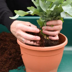 Coco & Coir Coco Boost All Purpose Compost With Added Nutrients - 15L 7 Coco & Coir Coco Boost All Purpose Compost With Added Nutrients - 15L -Gardening Series Store 13487131 7344919981151831