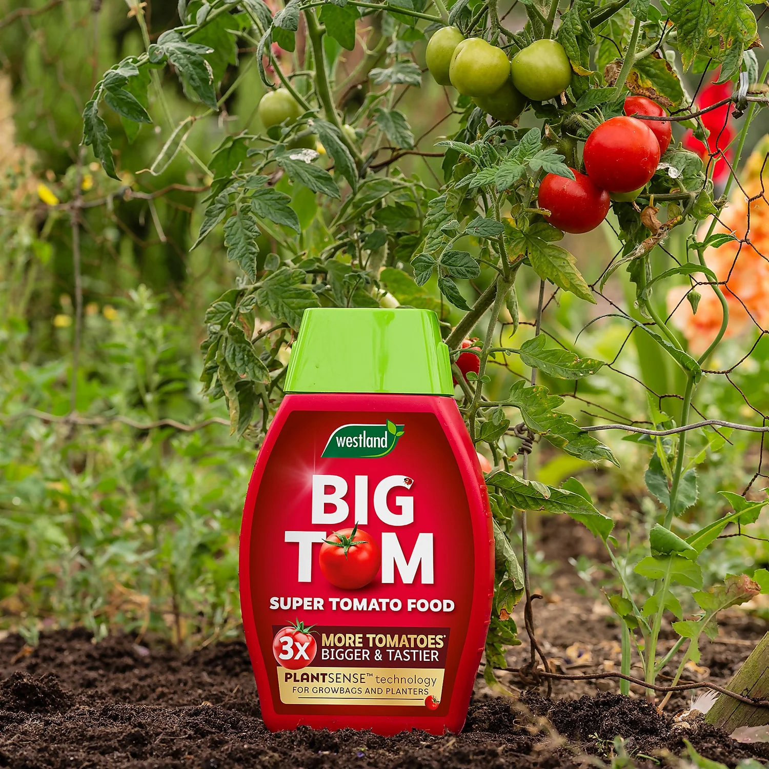 Westland Big Tom Super Tomato Food 5 Westland Big Tom Super Tomato Food - Image 3