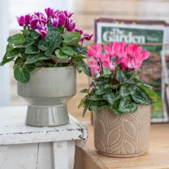 Crackle Leaf Indoor Plant Pot - 12cm 20 Crackle Leaf Indoor Plant Pot - 12cm -Gardening Series Store 14197410 1345024191550610