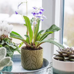 Crackle Leaf Indoor Plant Pot - 12cm 19 Crackle Leaf Indoor Plant Pot - 12cm -Gardening Series Store 14197410 8095024191499877