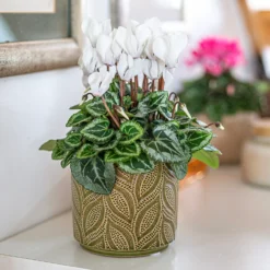 Crackle Leaf Indoor Plant Pot - 12cm 16 Crackle Leaf Indoor Plant Pot - 12cm -Gardening Series Store 14197410 9825024191346259